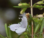 Apalachicola false rosemary